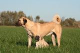 KANGAL 124
